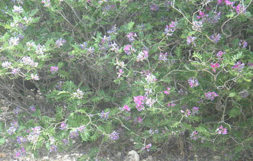 Mundulea sericea subsp. sericea image