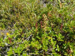 Gymnadenia