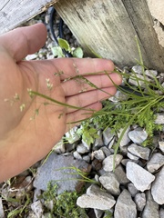 Poa