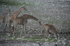 Giraffa camelopardalis angolensis