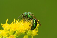 Augochlora pura