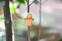Troides minos