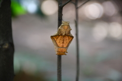 Troides minos