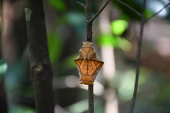 Troides minos
