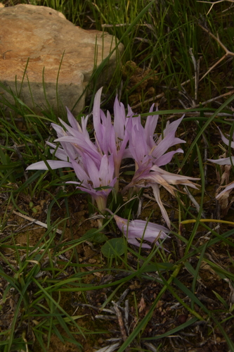 Colchicum szovitsii