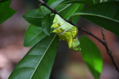 Troides minos
