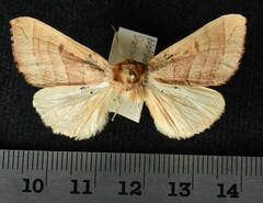 Datana major