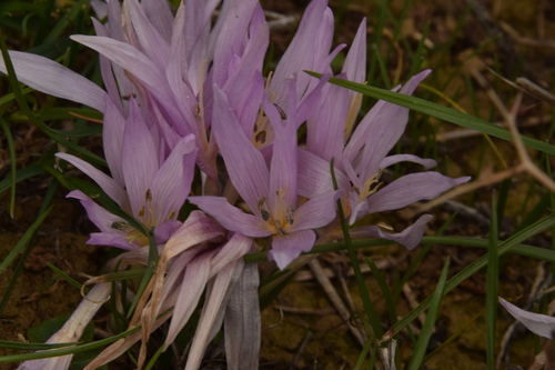 Colchicum szovitsii