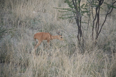 Raphicerus campestris