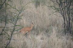 Raphicerus campestris