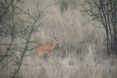 Raphicerus campestris