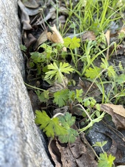 Geranium carolinianum