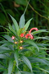 Lobelia persicifolia