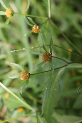 Bidens frondosa