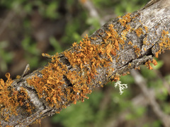 Teloschistes velifer