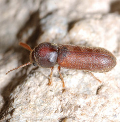 Ptilinus