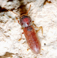 Ptilinus
