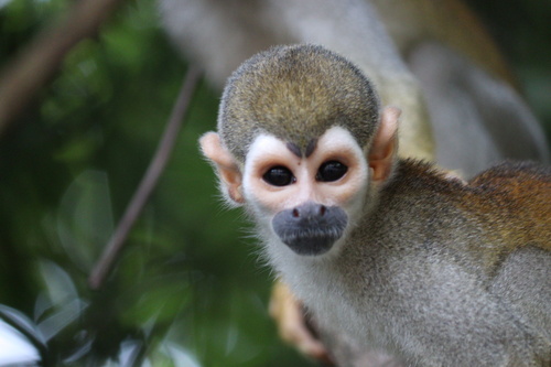 Golden-backed Squirrel Monkey