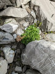 Campanula cochleariifolia