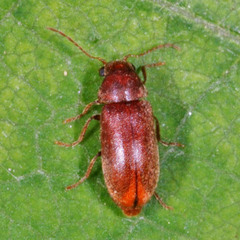 Ernobius abietis