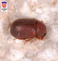 Pentaphyllus chrysomeloides