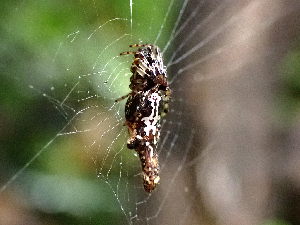Three-lobed Spider
