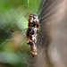 Three-lobed Spider - Photo (c) Saryu Mae, some rights reserved (CC BY), uploaded by Saryu Mae