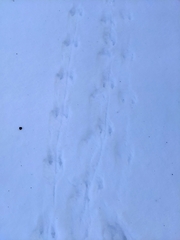 Sylvilagus floridanus