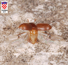 Pentaphyllus chrysomeloides