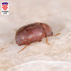 Pentaphyllus chrysomeloides