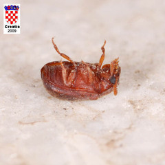 Pentaphyllus chrysomeloides