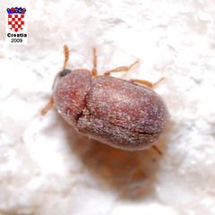 Pentaphyllus chrysomeloides