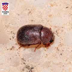 Pentaphyllus chrysomeloides