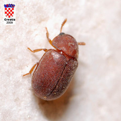 Pentaphyllus chrysomeloides