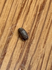 Armadillidium nasatum