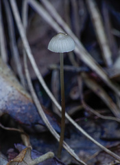 Mycena vitilis