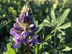 Lupinus succulentus