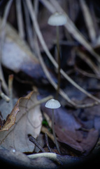 Mycena vitilis