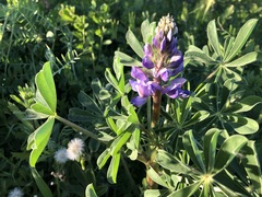 Lupinus succulentus