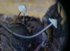 Mycena vitilis