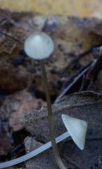 Mycena vitilis