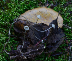 Mycena vitilis