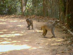 Macaca