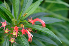 Lobelia persicifolia
