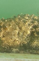 Polyclinum constellatum