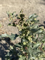 Chenopodiastrum murale