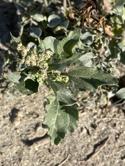 Chenopodiastrum murale