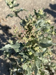 Chenopodiastrum murale