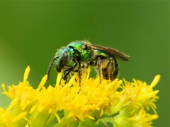 Augochlora pura