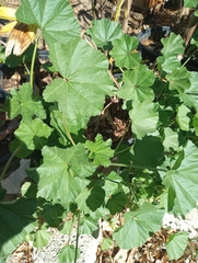Malva parviflora